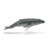 Humpback Whale Calf