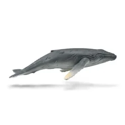Humpback Whale Calf