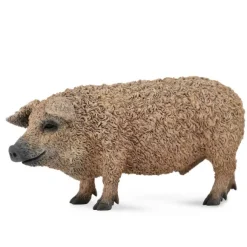 Hungarian Pig