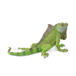 Iguana