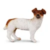 Jack Russell Terrier