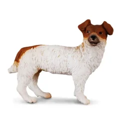 Jack Russell Terrier