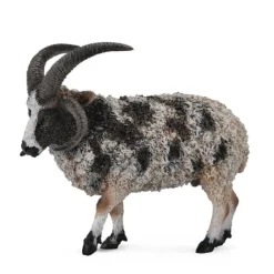 Jacob Sheep