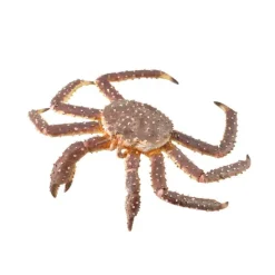 King Crab