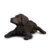 Labrador Retriever Puppy