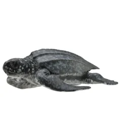 Leatherback Sea Turtle
