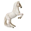Lipizzaner Stallion