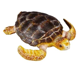 Loggerhead Turtle