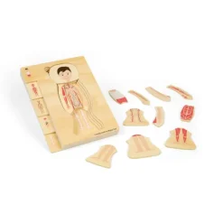 Male Human Anatomy Puzzle