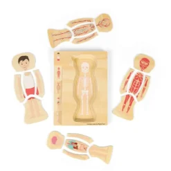 Male Human Anatomy Puzzle