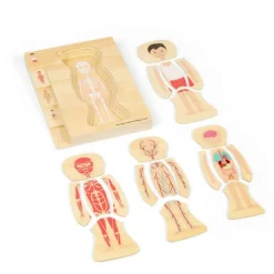 Male Human Anatomy Puzzle