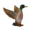Mallard Duck Male