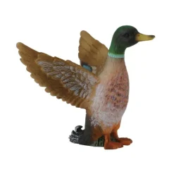 Mallard Duck Male