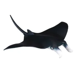 Manta Ray