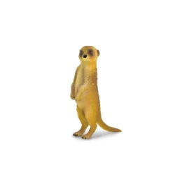Meerkat Standing