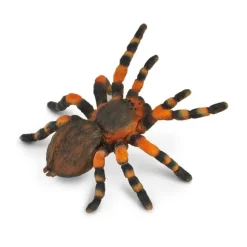 Mexican Redknee Tarantula