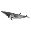 Minke Whale