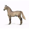 Morgan Stallion - Silver Grulla