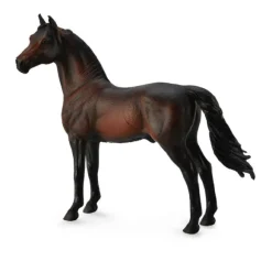 Morgan Stallion Bay