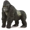 Mountain Gorilla
