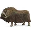Musk Ox