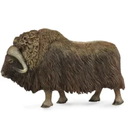 Musk Ox