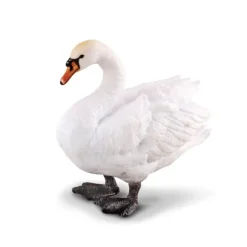 Mute Swan