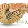 Nautilus Pompilius