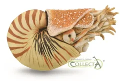 Nautilus Pompilius