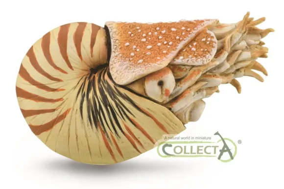 Nautilus Pompilius