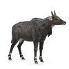 Nilgai