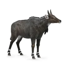 Nilgai