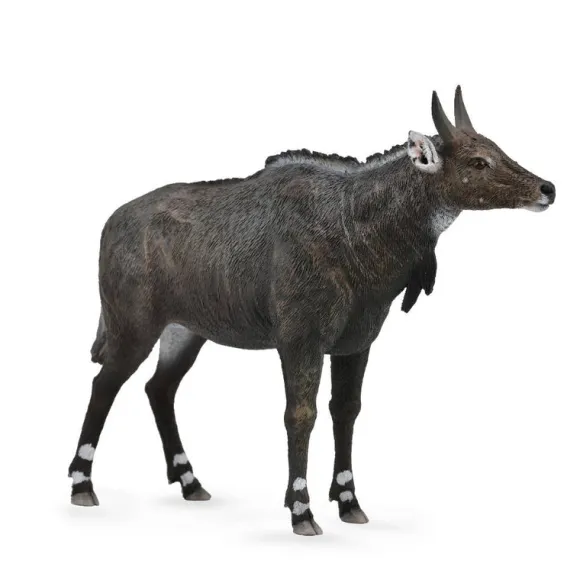 Nilgai