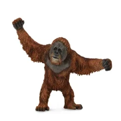 Orangutan