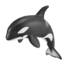 Orca Calf