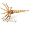 Orthoceras