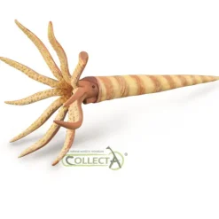 Orthoceras