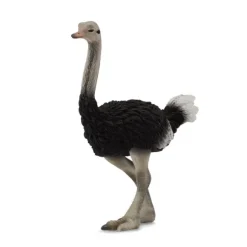 Ostrich