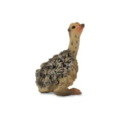 Ostrich Chick Sitting