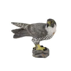 Peregrine Falcon