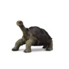 Pinta Island Tortoise In Memory Of Lonesome George