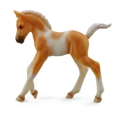 Pinto Foal Walking Palomino