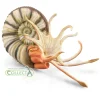 Pleuroceras Ammonite