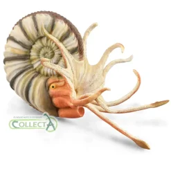 Pleuroceras Ammonite