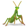 Praying Mantis