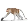 Proboscis Monkey