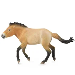 Przewalski Stallion