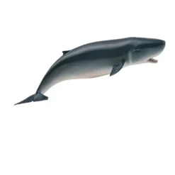 Pygmy Sperm Whale