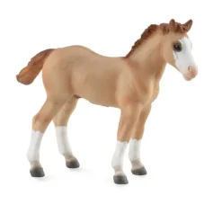 Quarter Foal - Red Dun