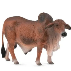 Red Brahman Bull
